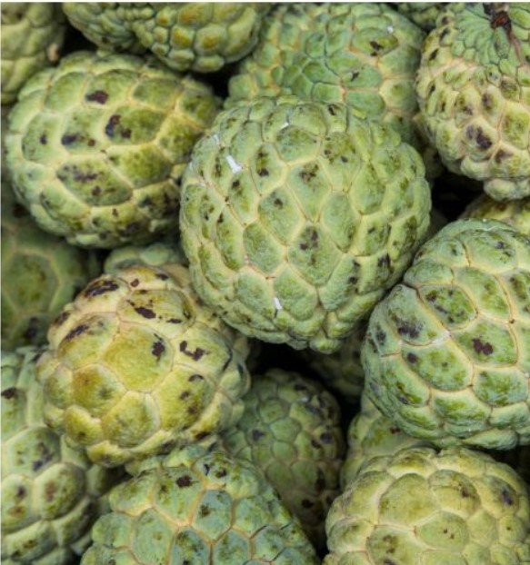 beneficios-frutas-exoticas-01 Conheça os benefícios para saúde destas 4 frutas exóticas Na foto, atemoia.