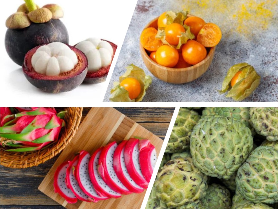 Conheça os benefícios para saúde destas 4 frutas exóticas. Na foto, atemoia, pitaya, mangostin e physalis.