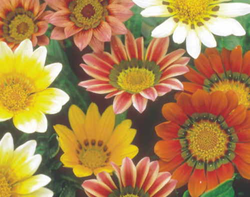 10 flores lindas para plantar no seu jardim ou horta. Na foto, gazânia.