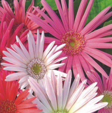 10 flores lindas para plantar no seu jardim ou horta. Na foto, gérbera.