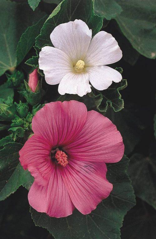 10 flores lindas para plantar no seu jardim ou horta. Na foto, lavatera.