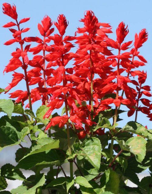 10 flores lindas para plantar no seu jardim ou horta. Na foto, salvia.