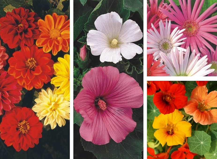 10 flores lindas para plantar no seu jardim ou horta
