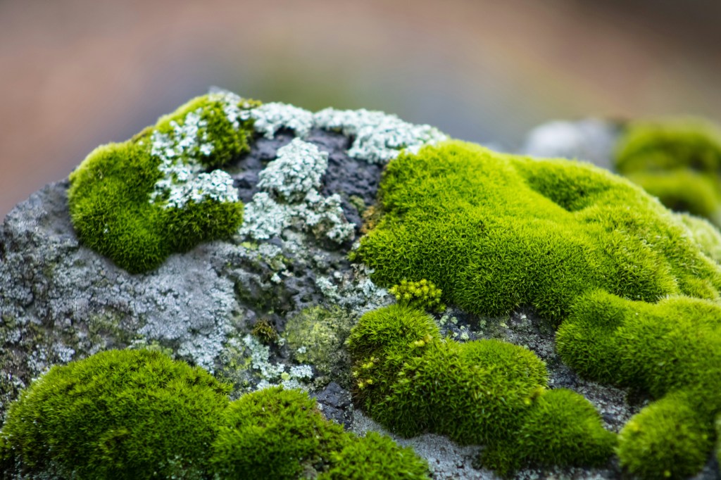 Jardim de musgos: veja o porquê você deve ter um na sua casa! Na foto, musgos verdes e brancos crescendo em rocha.
