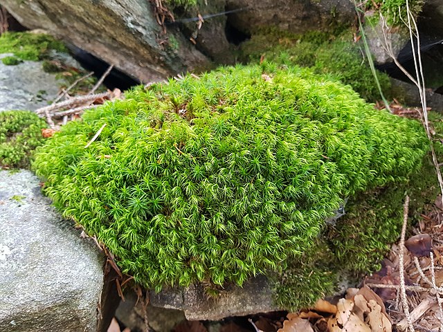 Jardim de musgos: veja o porquê você deve ter um na sua casa! Na foto, musgos verdes crescendo em solo.