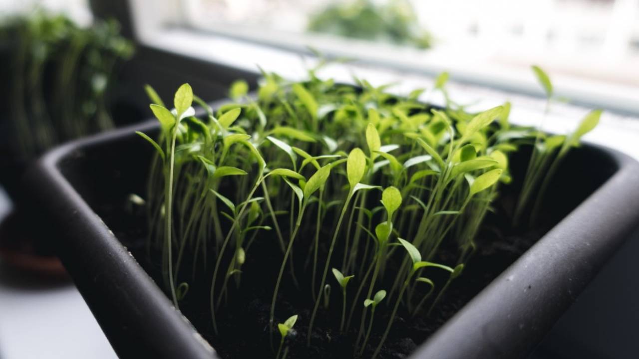 O que você pode plantar na sua horta em abril. Na foto, vaso com brotos de cebolinha