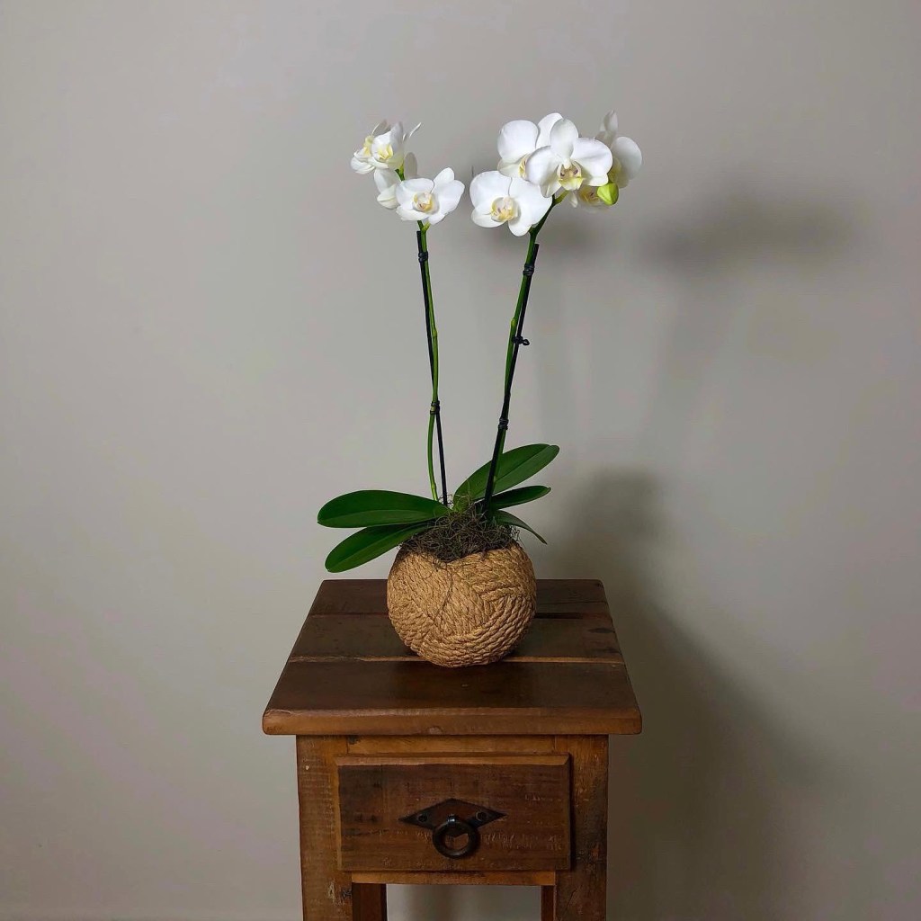 5 atitudes que estão prejudicando seus buquês de flores. Na foto, orquídeas brancas.