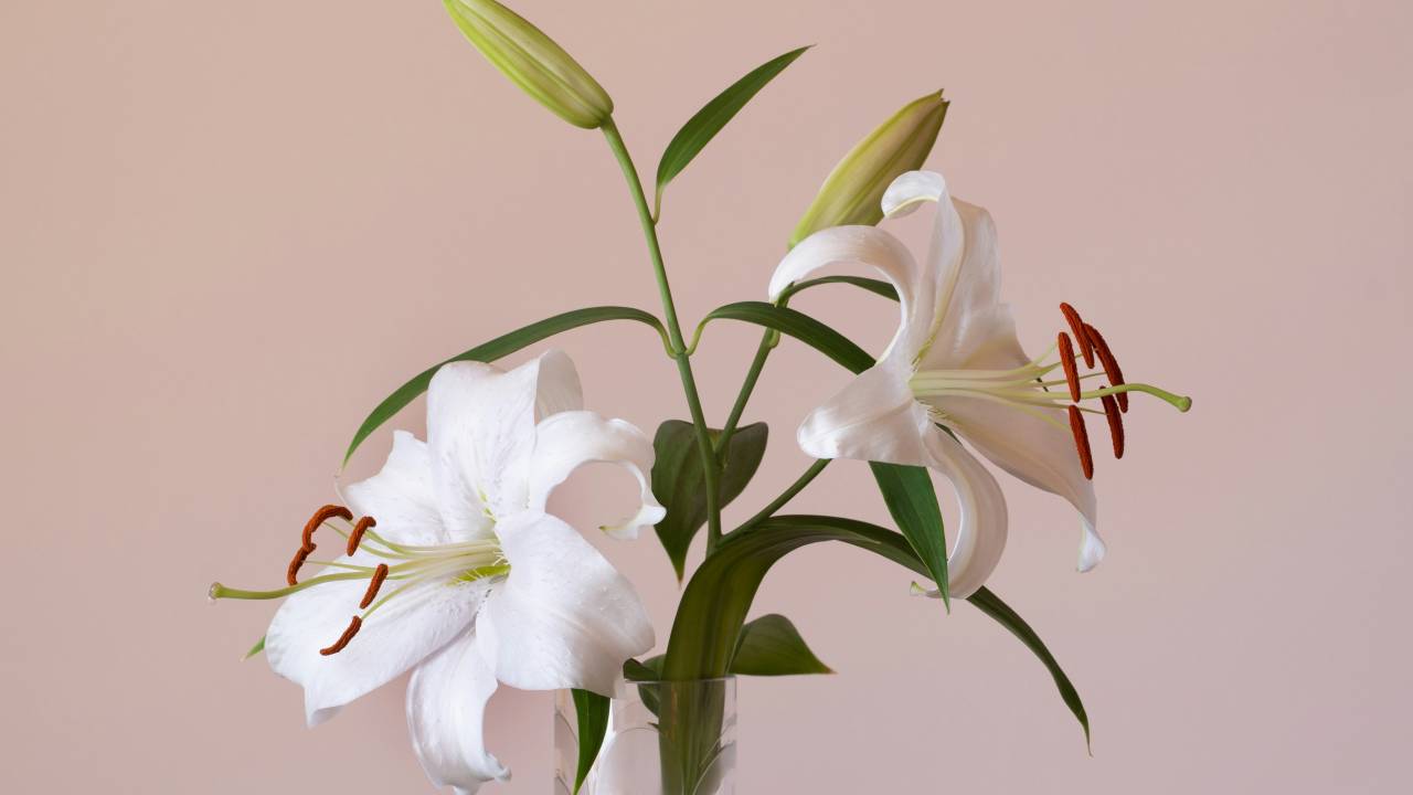 Flores de outono: espécies para um arranjo Boho combinando com a estação. Na foto, buquê.