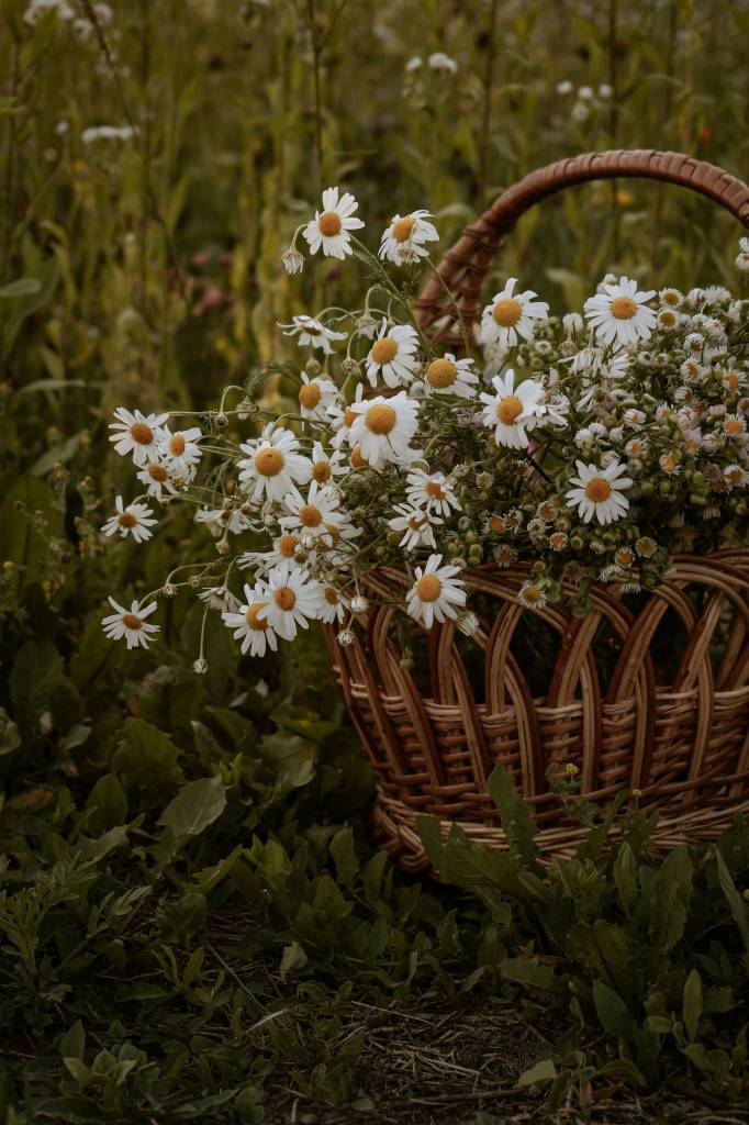 flores-outono-especies-arranjo-boho-valentina-unsplash Flores de outono: espécies para um arranjo Boho combinando com a estação. Na foto, margaridas em cesto.