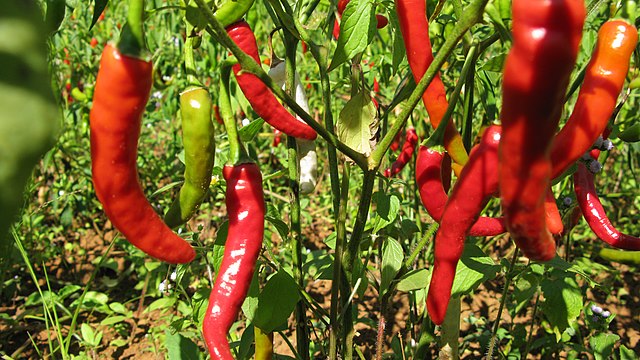 Veja plantas que afastam inveja e mau olhado, dicas de cultivo e rituais. Na foto, pimentas vermelhas.