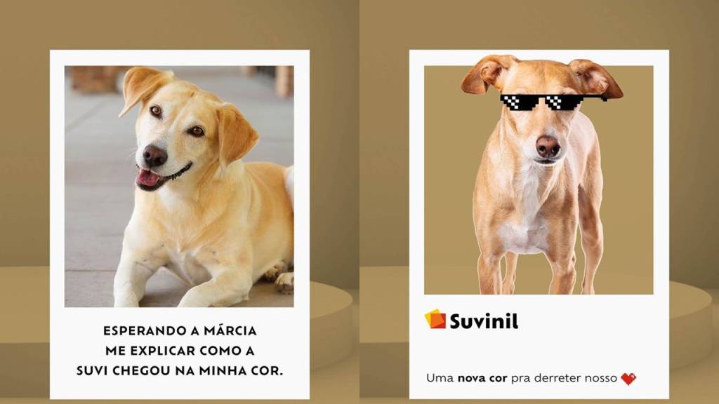 Vira-lata Caramelo vira nova cor de tinta!