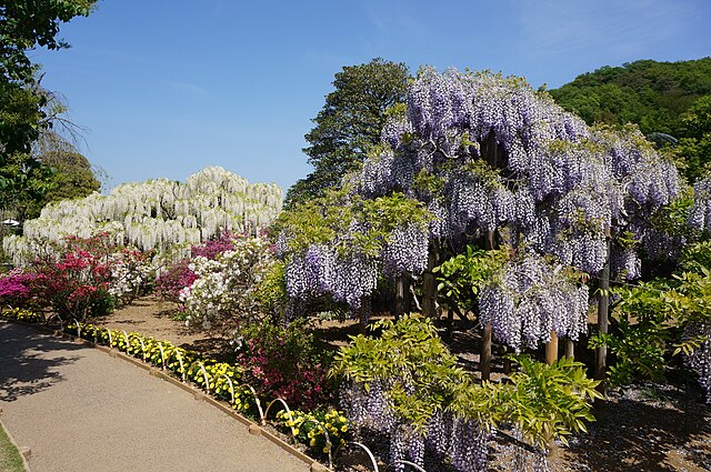 Fuji No Hana: a planta asiática que inspira longevidade e bem-estar. Na foto, glicinia. Wisteria floribunda.