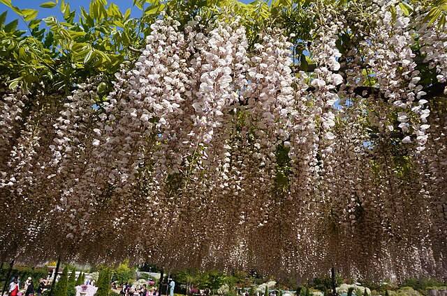 Fuji No Hana: a planta asiática que inspira longevidade e bem-estar. Na foto, glicinia. Wisteria floribunda.