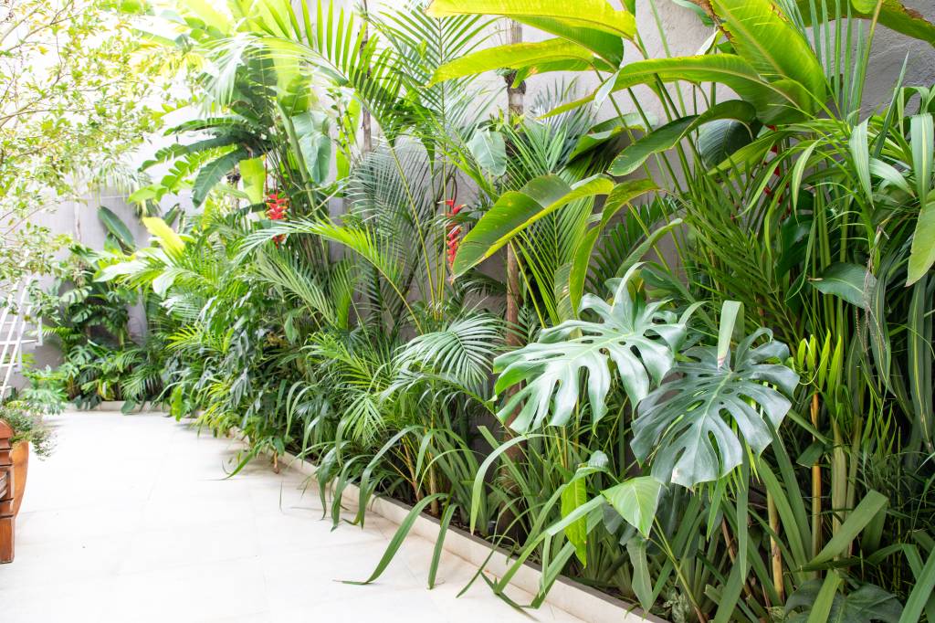 palmeiras-dracenas-marantas-pacovas-compoem-jardim-marcilene-monzani-plantas-11 Palmeiras, dracenas, marantas e pacovás compõem esse jardim exuberante. Projeto de Marcilene Monzani Paisagismo.