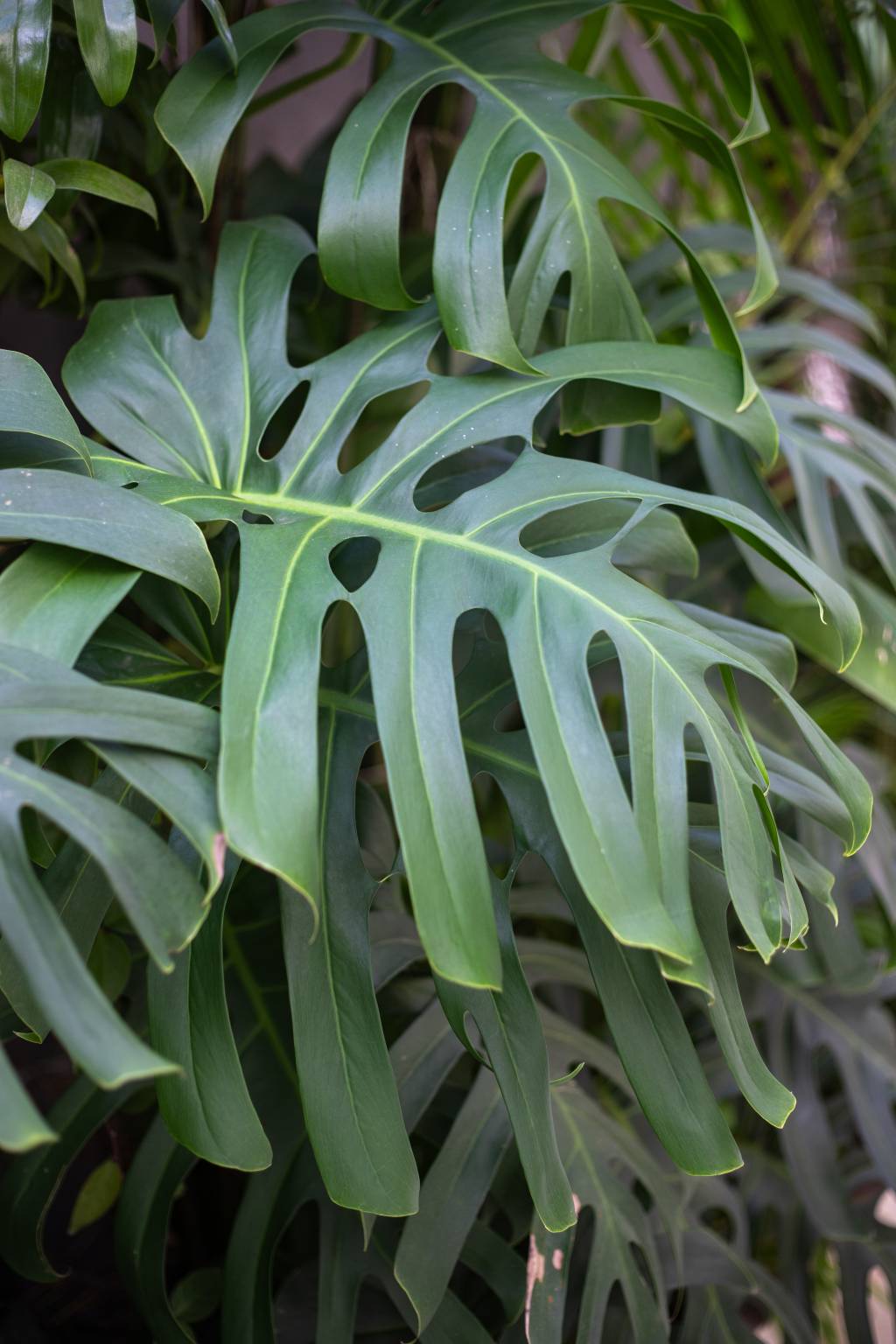palmeiras-dracenas-marantas-pacovas-compoem-jardim-marcilene-monzani-plantas-15-costela-de-adao Palmeiras, dracenas, marantas e pacovás compõem esse jardim exuberante. Projeto de Marcilene Monzani Paisagismo. Na foto, costela de adão.