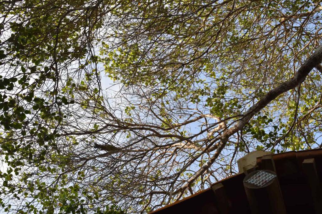 Casa pátio de praia na Bahia foi erguida em torno das árvores. Projeto de Mari Grobério. Na foto, copa de árvore.