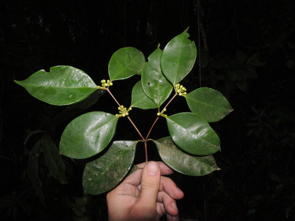 Nova espécie de árvore frutífera com apenas um exemplar no mundo é descoberta no RJ. Na foto, folhas da Siphoneugena carolynae.