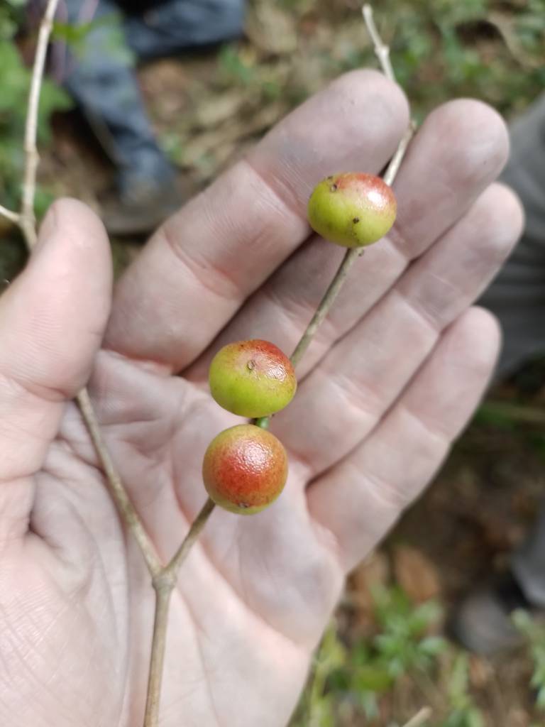 Nova espécie de árvore frutífera com apenas um exemplar no mundo é descoberta no RJ. Na foto, frutos da Siphoneugena carolynae.