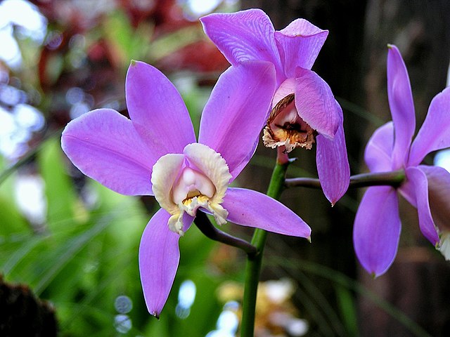 Os 3 tipos de orquídeas mais fáceis de cuidar em casa. Na foto, Orquídea Cattleya