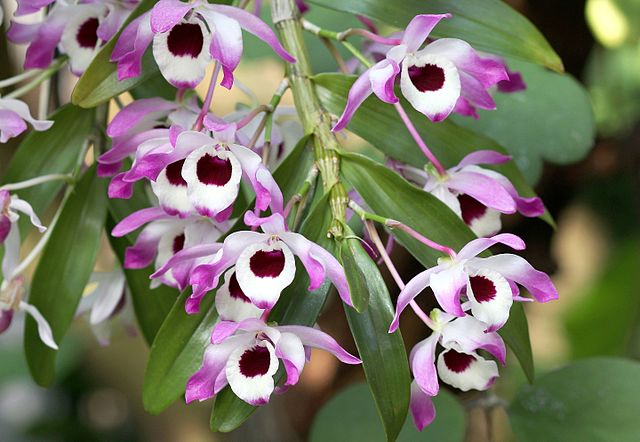 Os 3 tipos de orquídeas mais fáceis de cuidar em casa. Na foto, dendrobium.