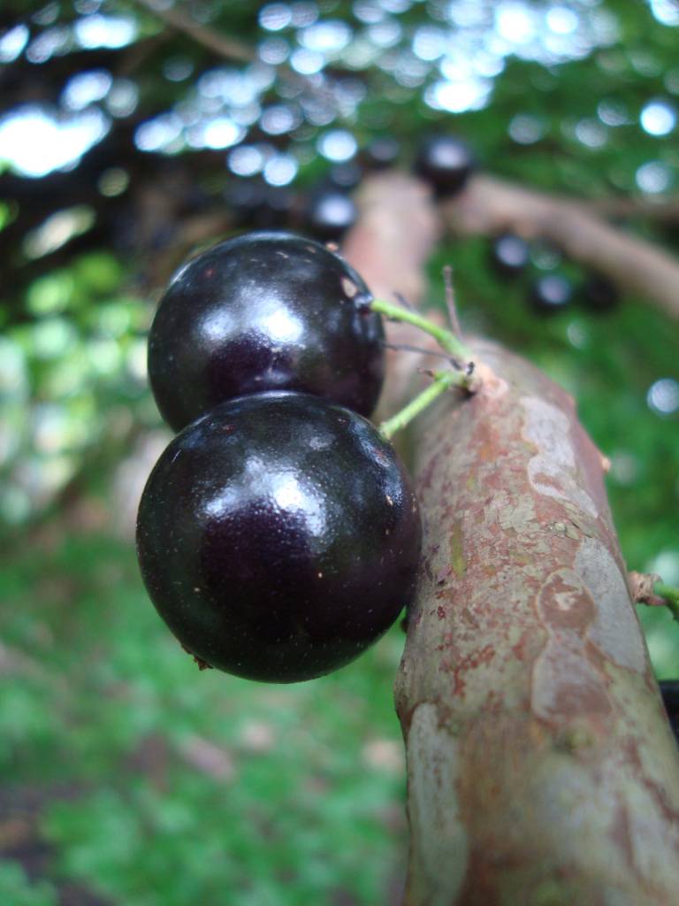 Sabia que é possível colher jabuticaba com cano de PVC?