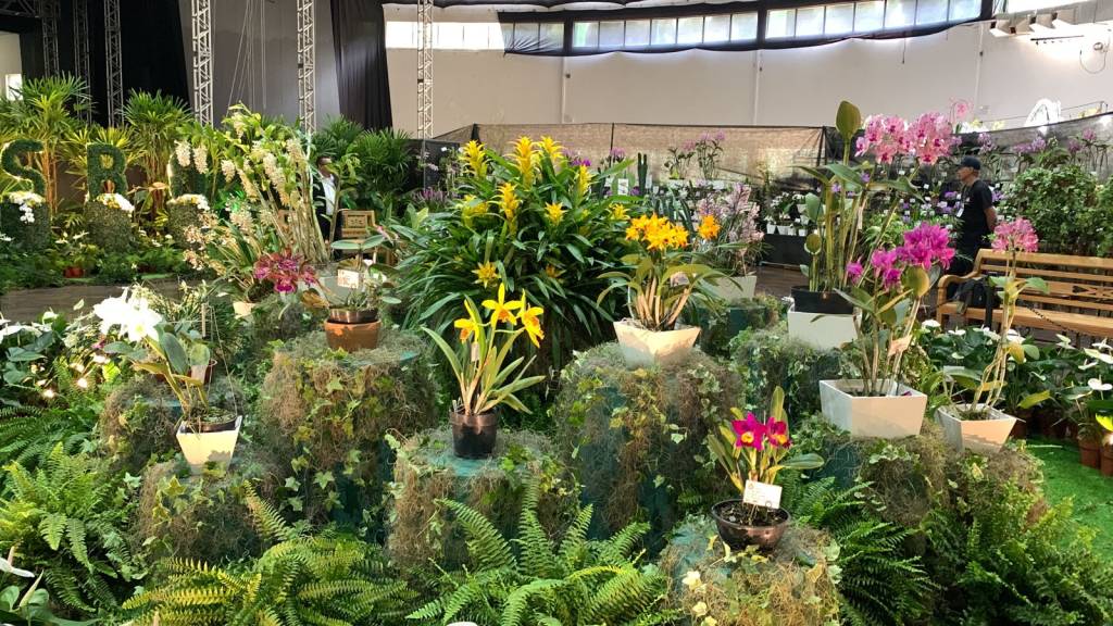 Primavera: exposição gratuita em São Paulo traz orquídeas de até R mil!