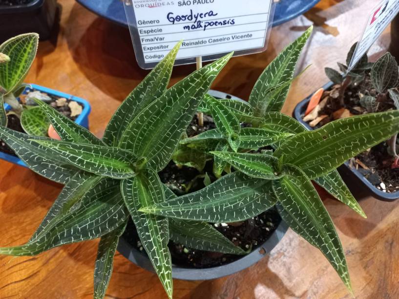 Orquídeas Joia Orquídeas Joia