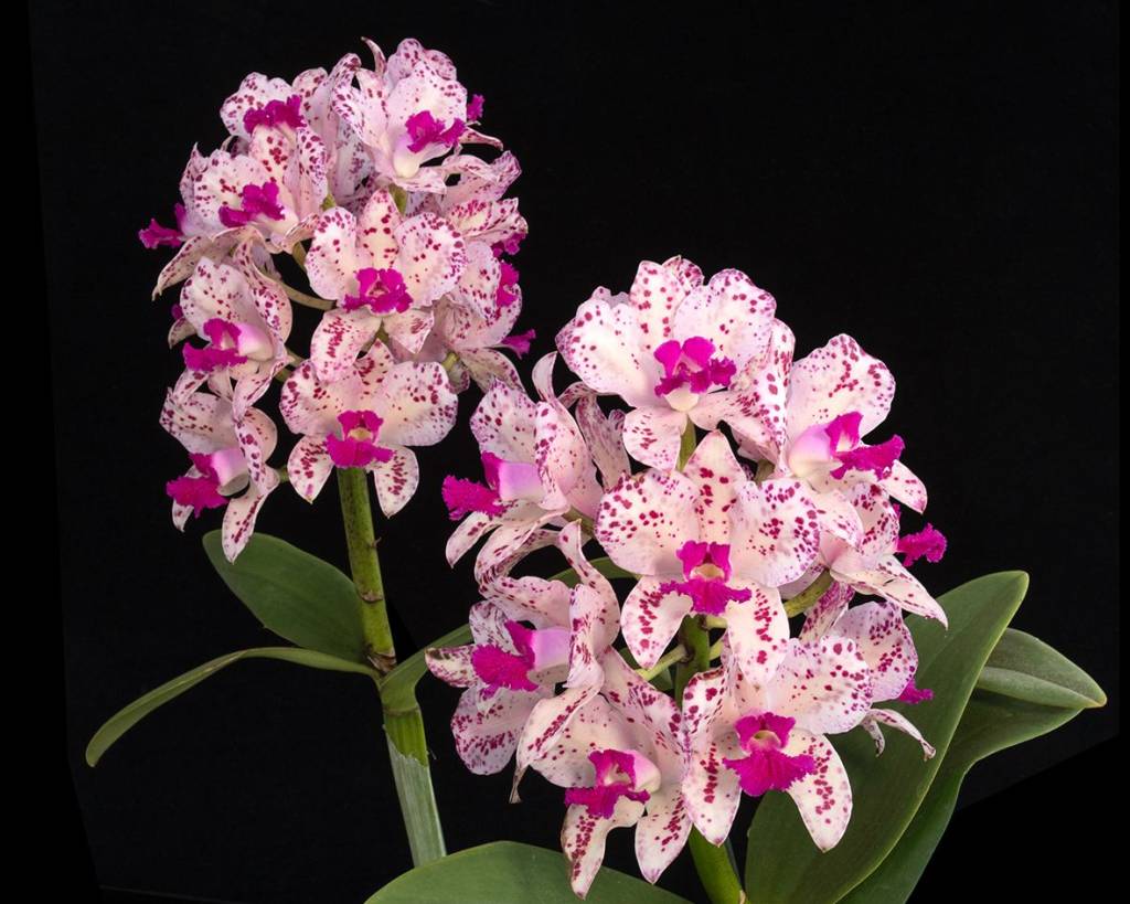 Primavera: exposição gratuita em São Paulo traz orquídeas de até R$5 mil!