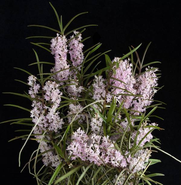 Ascocentrum christensonianum Ascocentrum christensonianum