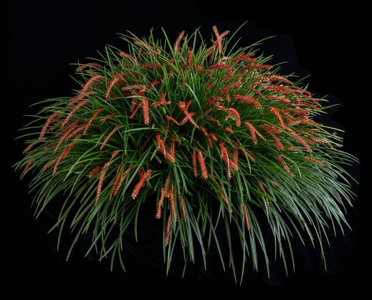 Dendrochilum wenzelii