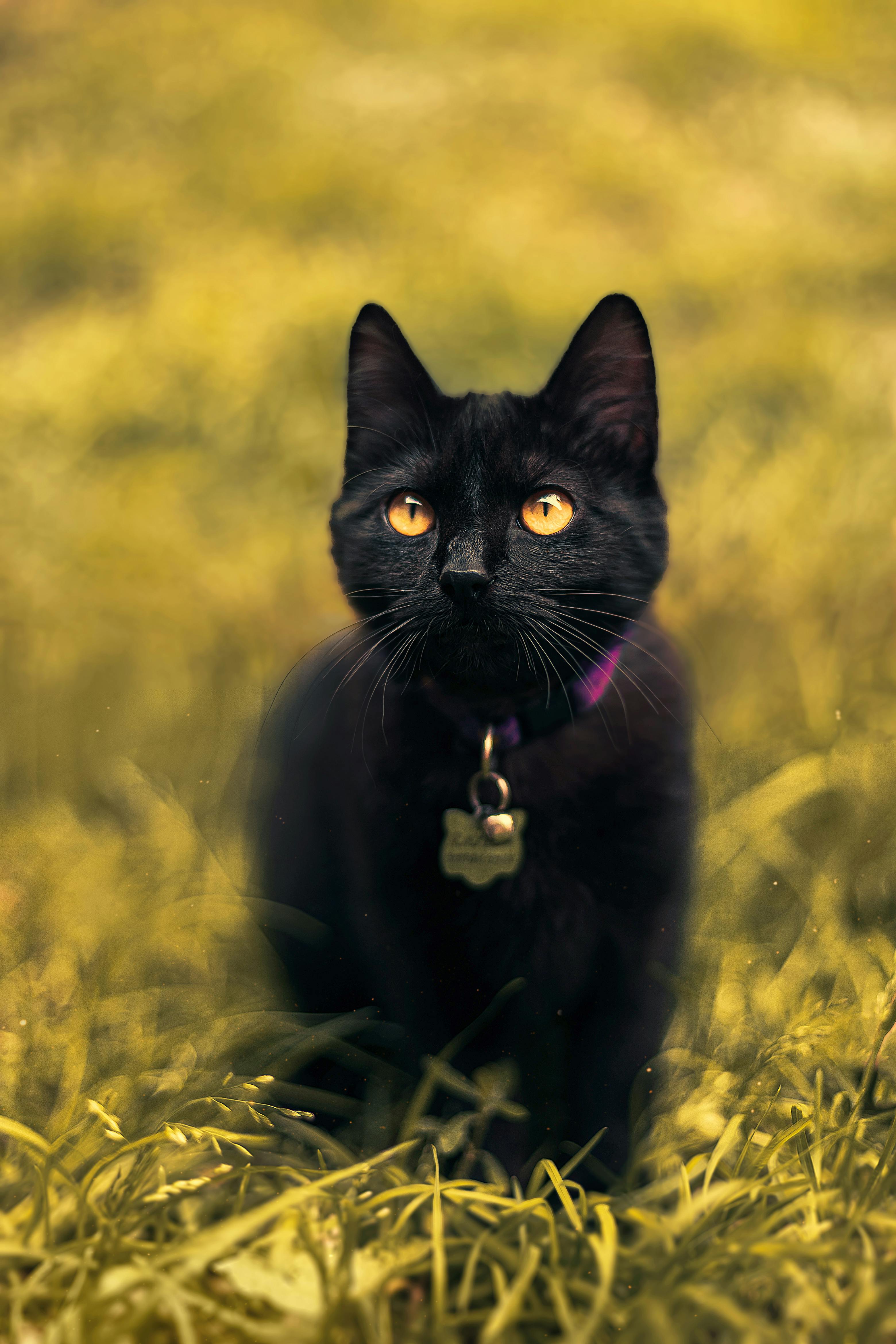 Sexta-feira 13: veja 4 objetos para tirar de casa e se livrar do azar. Na foto, gato preto.