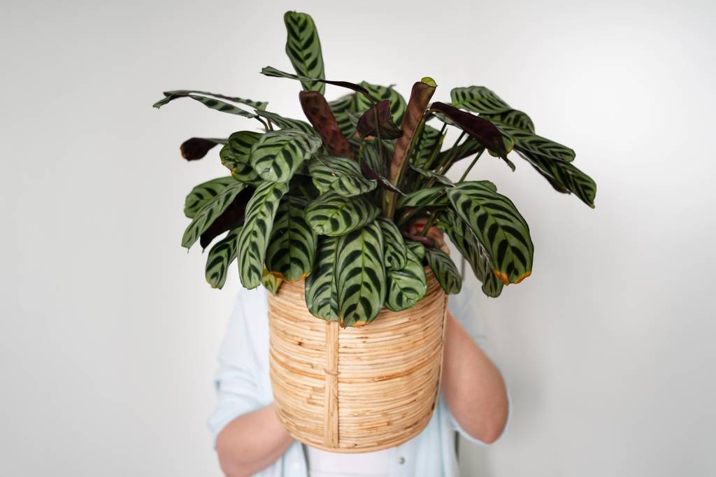 planta-vaso-maranta-freepik Maranta