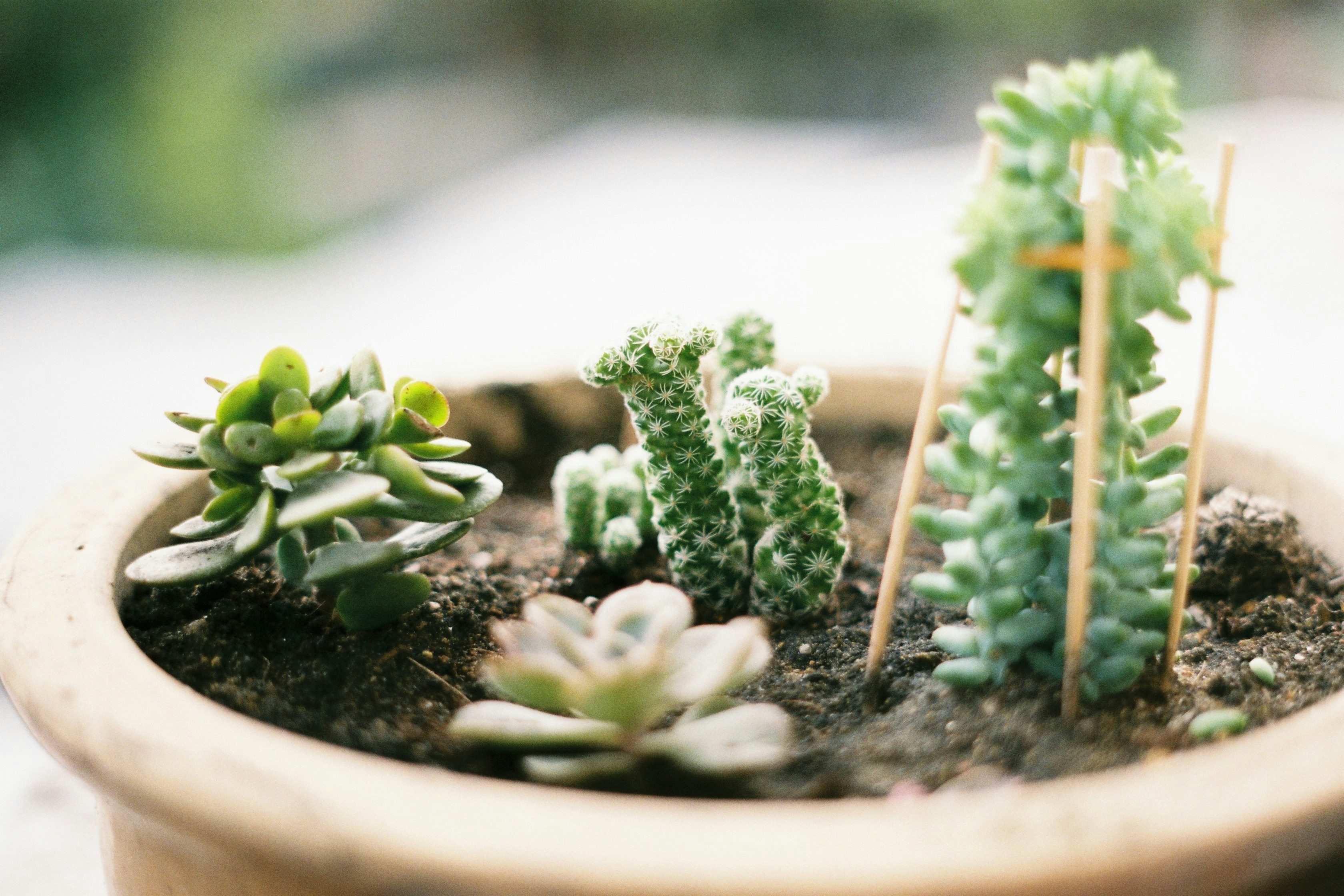 Cactos, suculentas e agaves: confira diferenças e dicas de cultivo