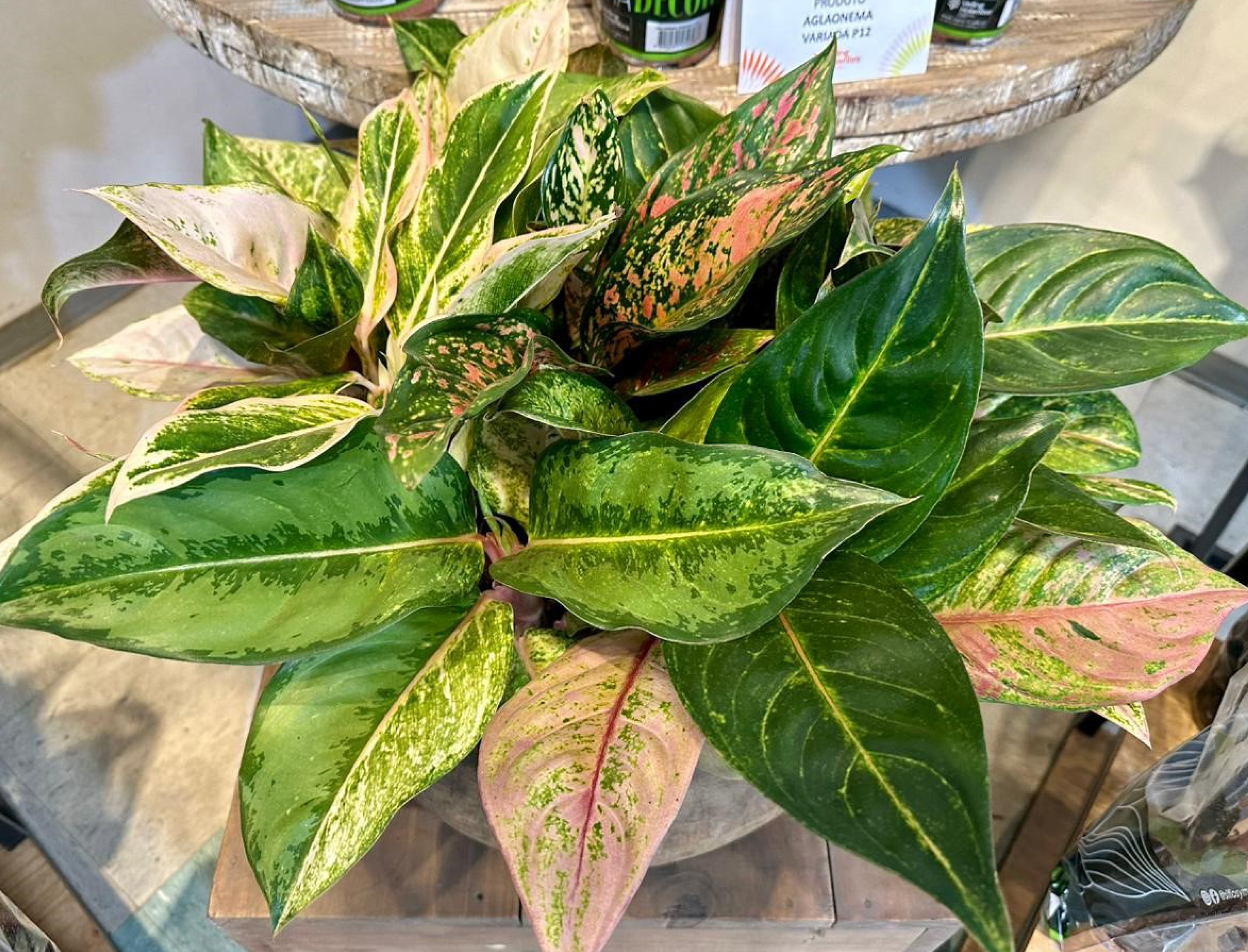 Plantas coloridas, mesmo sem flor, e espécies resistentes ao calor são as tendências da jardinagem