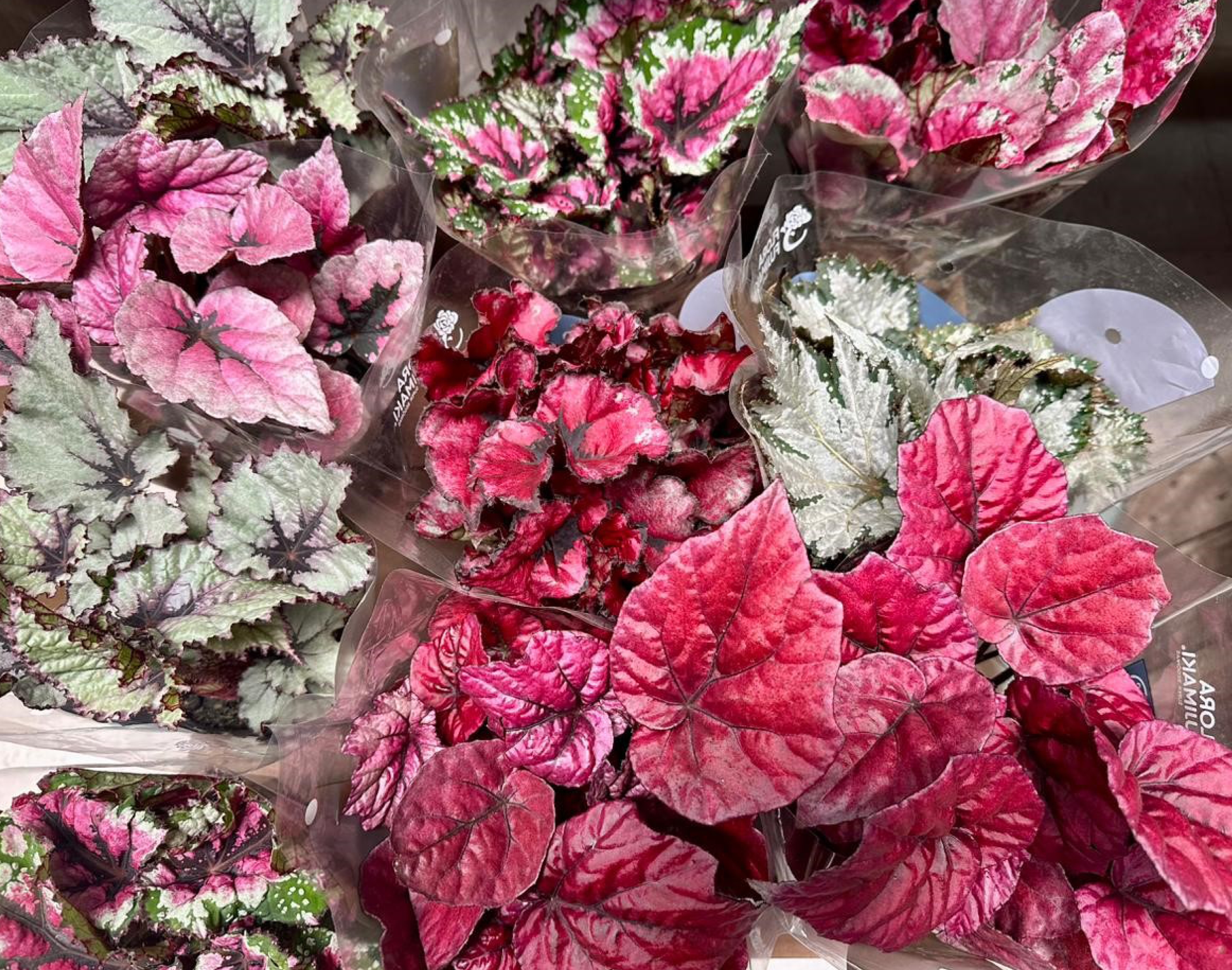 Plantas coloridas, mesmo sem flor, e espécies resistentes ao calor são as tendências da jardinagem