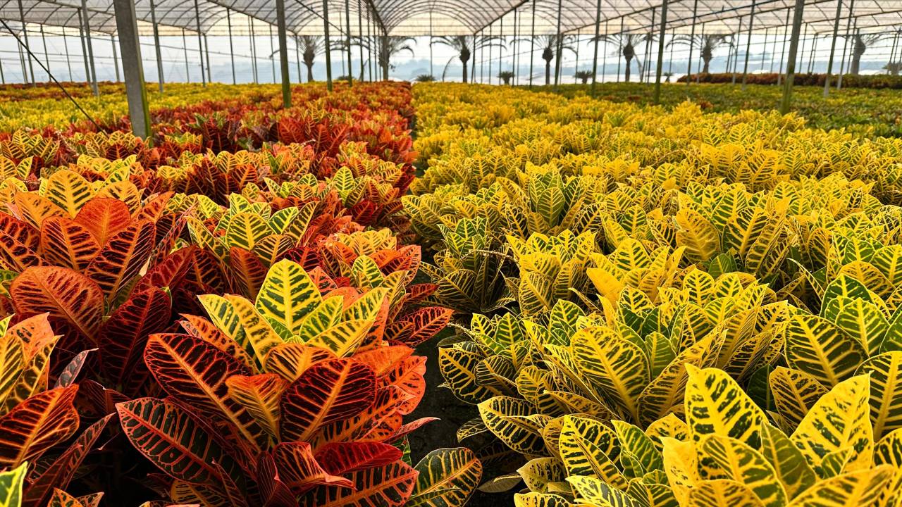 Plantas coloridas, mesmo sem flor, e espécies resistentes ao calor são as tendências da jardinagem