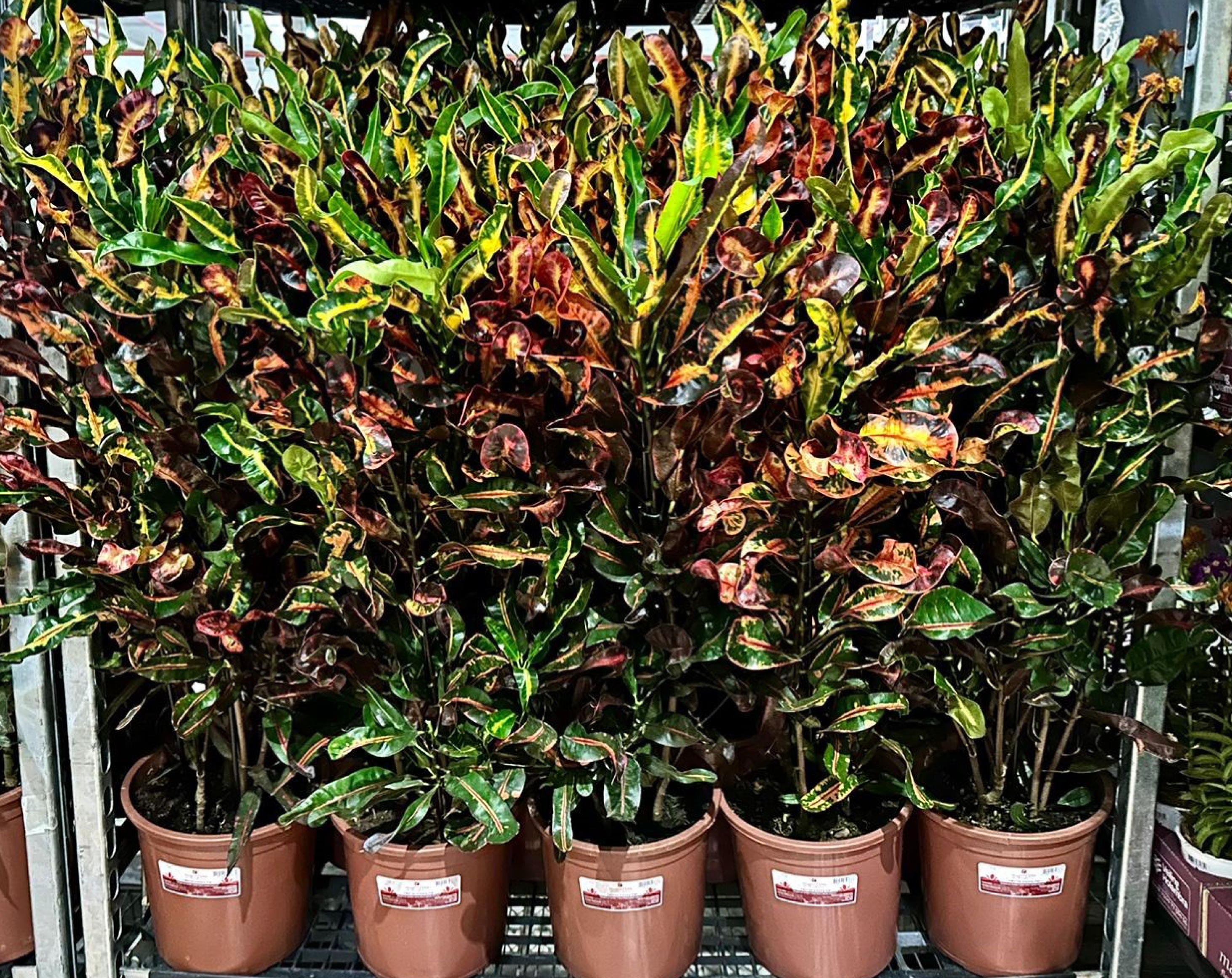 Plantas coloridas, mesmo sem flor, e espécies resistentes ao calor são as tendências da jardinagem