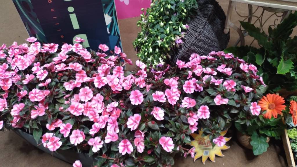Plantas coloridas, mesmo sem flor, e espécies resistentes ao calor são as tendências da jardinagem