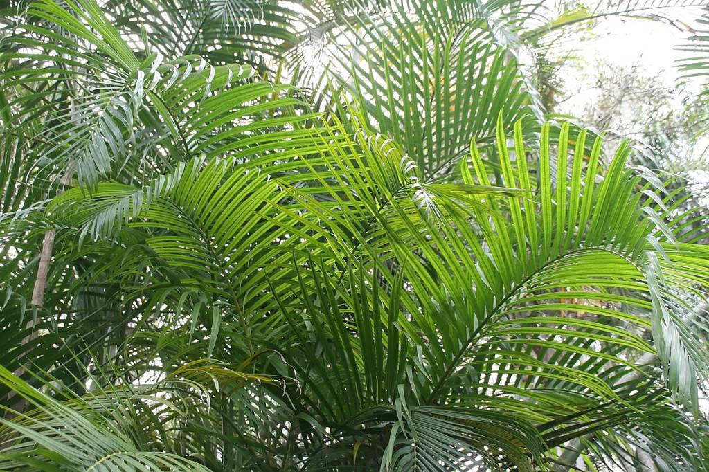 6 plantas de interior e exterior para plantar na primavera! Na foto, Palmeira Areca.