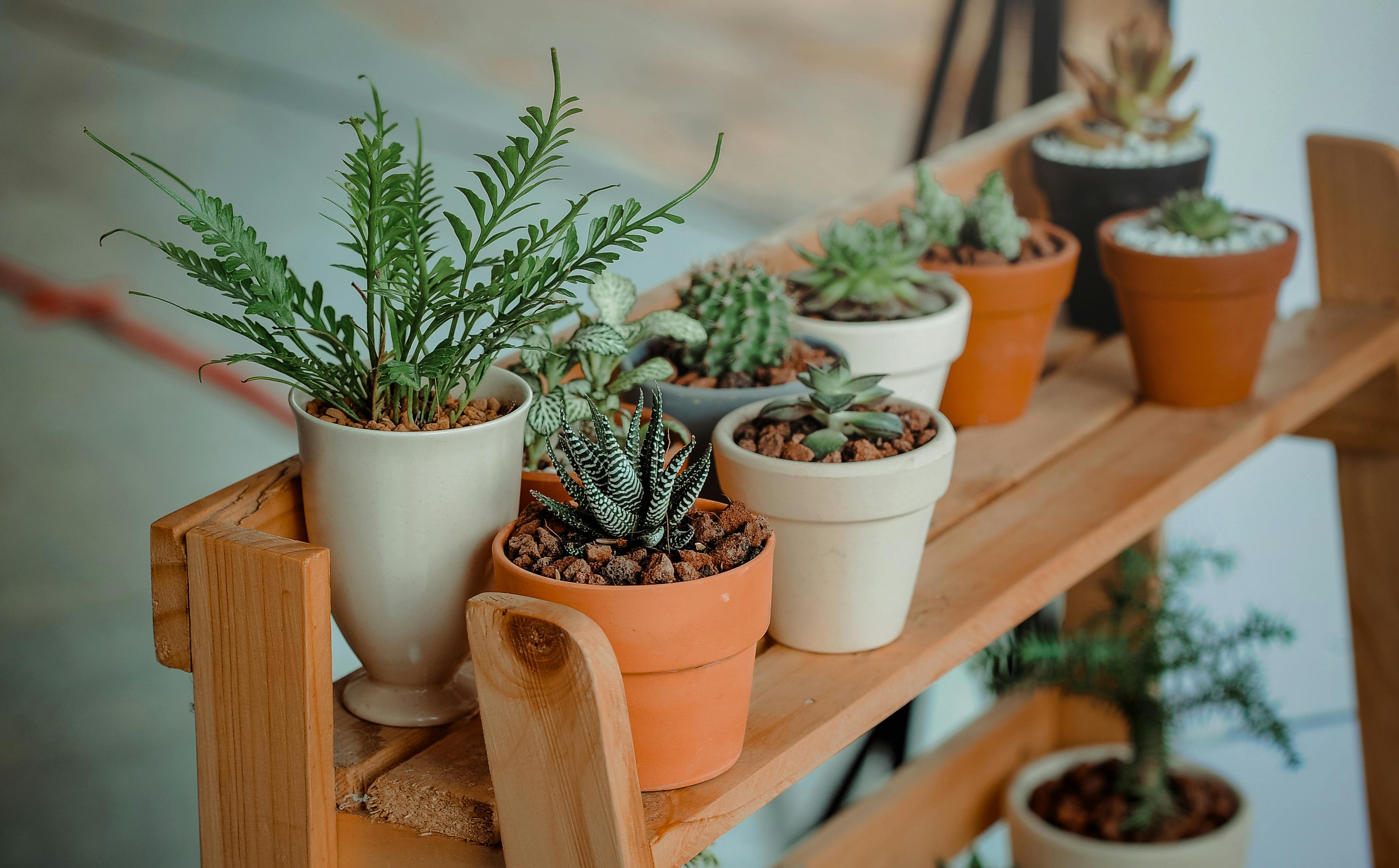 Vasos de plantas barro