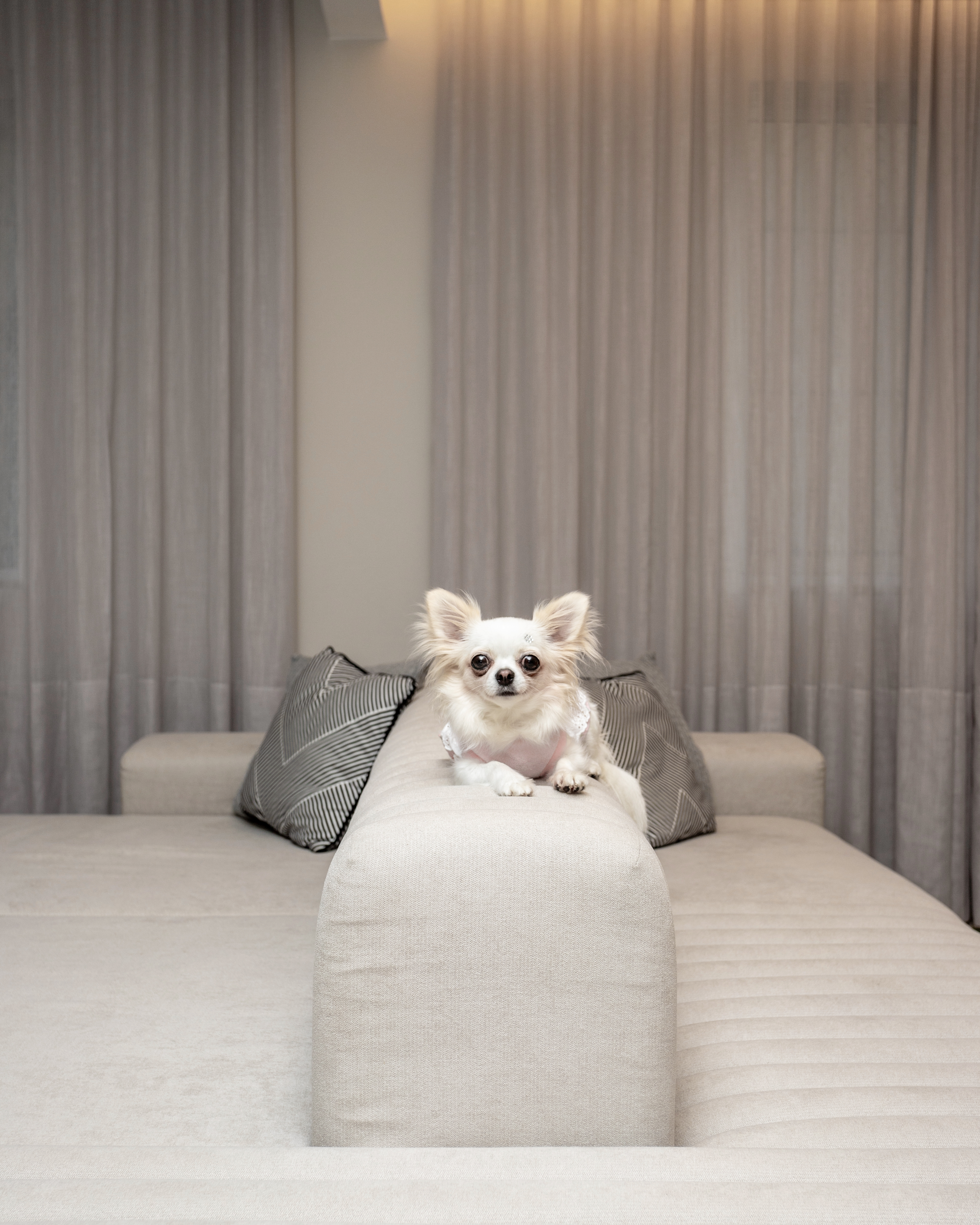 Sofá ilha cria dois ambientes no living: uma sala de TV e um estar para conviver. Projeto de Doppio Arquitetura. Na foto, cachorro em cima de sofá, cortina.