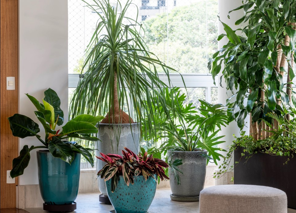 6 plantas de interior e exterior para plantar na primavera!