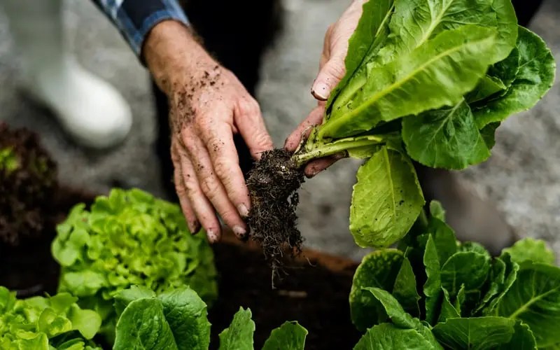 4 aplicativos que podem te ajudar na hora de plantar