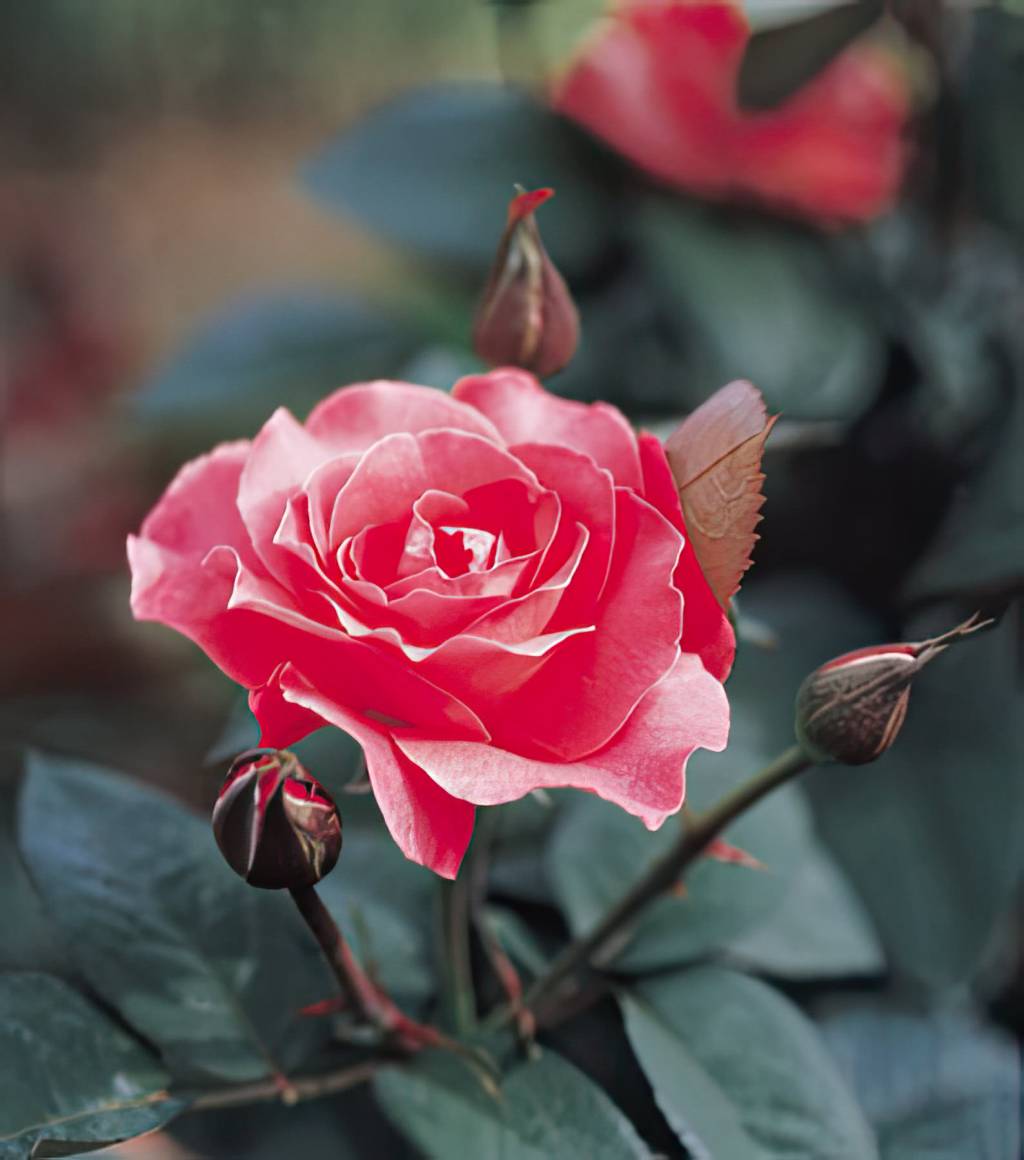 Rosas: charme e beleza o ano todo em seu jardim