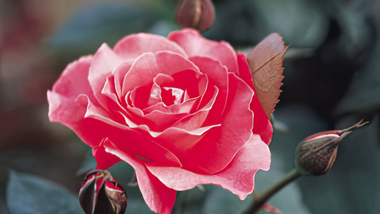 A imagem apresenta um vibrante arranjo de rosas de diferentes tonalidades, incluindo vermelho, rosa e amarelo, dispostas em um jardim tropical exuberante, com folhagens verdes ao fundo que realçam a beleza das flores. A luz natural ilumina as pétalas, destacando suas texturas e cores vivas.