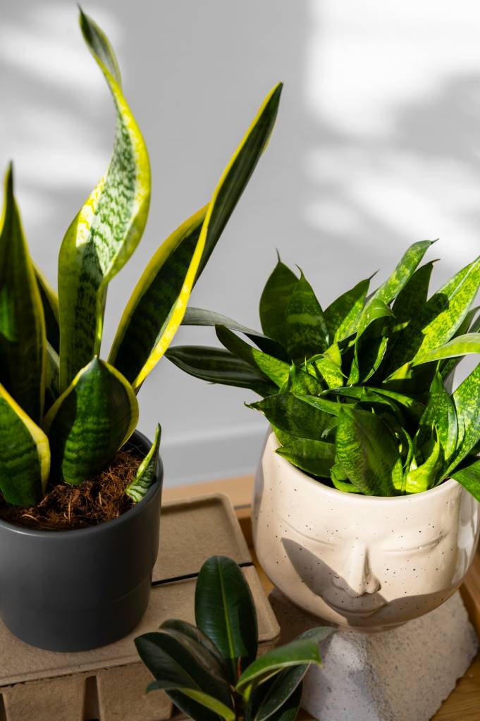 Plantas e ano novo: 6 espécies para incluir na casa em 2025 e atrair prosperidade e riqueza