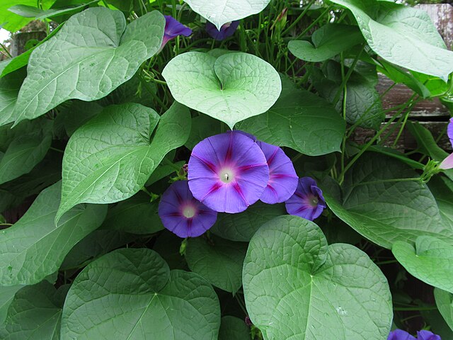 Ipomoea purpurea