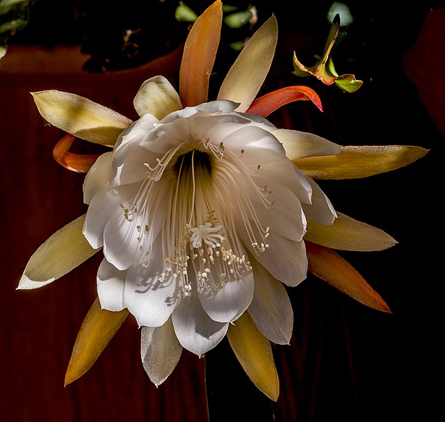 8 flores raras e lindas para conhecer. Na foto, a espécie dama-da-noite.