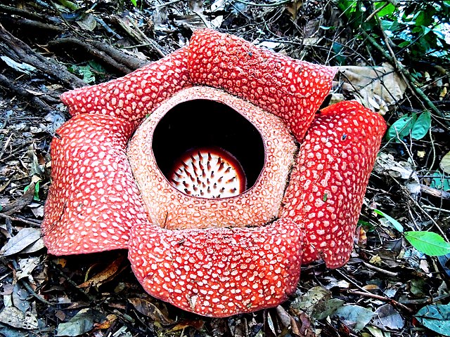 8 flores raras e lindas para conhecer. Na foto, a espécie raflésia.