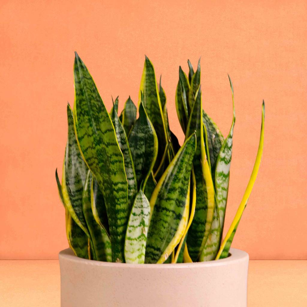 5 plantas que vão melhorar a energia da sua casa